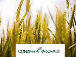 Condifesa Veneto Est