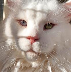 Prince of Maine cattery