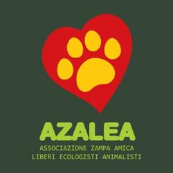 Azalea