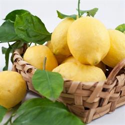 Distilleria del limoncino