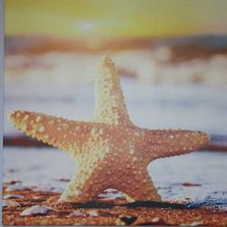 Sea Star Santa Marinella