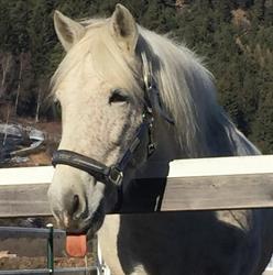 wild horse bormio