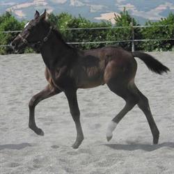 Circolo Dressage Il Ponte Viagrande