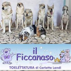 Il Ficcanaso Toelettatura