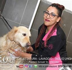 Trendy Dog