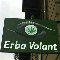 Erba volant