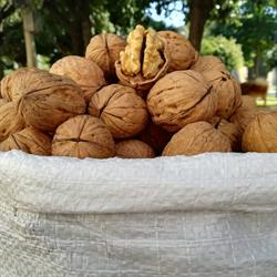 Frutta secca ed esotica - C.so Manfredi 236