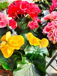 Flororticola di Alexis Gosso