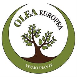 Olea Europea
