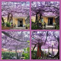 Giardino dei Glicini