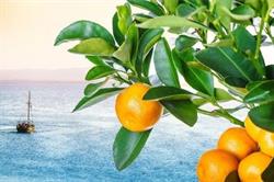 Orange dreams Casa vacanze