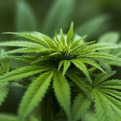 Loco Cannabis Store