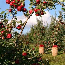 Azienda Agricola Gioia Frutta E Verdura