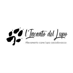 Allevamento cane lupo cecoslovacco L'incanto del lupo