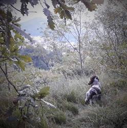 Allevamento cocker spaniel inglese Di Monte Ladino