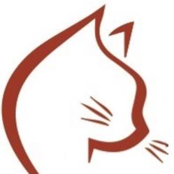 Occhi di Gatto