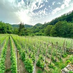 Azienda Agricola Beqiri Xhaferr