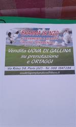 Azienda avicola Brhama isonzo