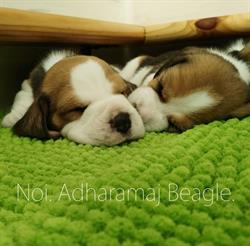 Adharamaj Beagle