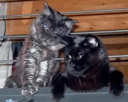 Bisantium Leoni di Classe Allevamento Maine Coon