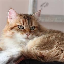 fate siberiane, allevamento gatti siberiani e cani, medico veterinario consulti online