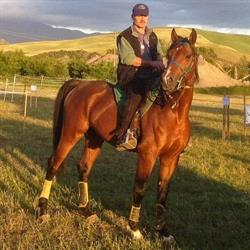Pegaso Arabians