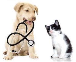 Ambulatorio Veterinario Dott. Andrea Tatti-Villasor