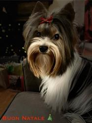 Sweet Candy Biewer