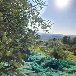 Azienda Agricola Caternicchia