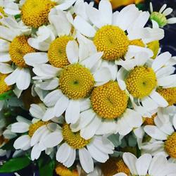 Mini Floreal Fioricoltura