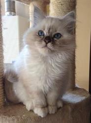 Petite Passion, allevamento amatoriale gatto Sacro di Birmania