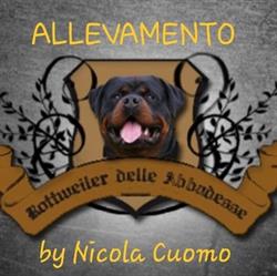 Rottweiler delle Abbadesse