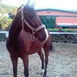Equiclub Valcurone