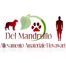 Allevamento amatoriale hovawart del mandrullo
