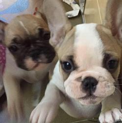 Allevamento Bouledogue francesi Del Bosco del Buren