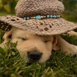 Giardino Dorato - Golden Retriever