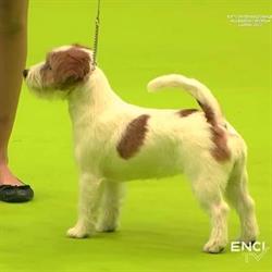 Jack Russell dei Due Leoni