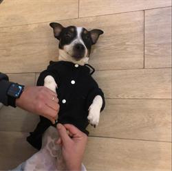clinica veterinaria tiziano