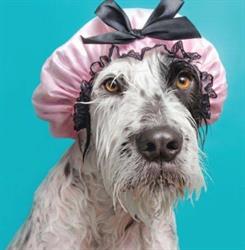 Vanity dog