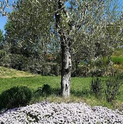 Azienda Agrituristica Cluana