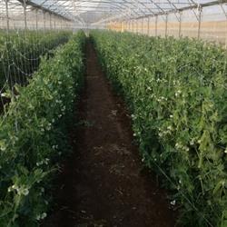 Il pomodoro del Re