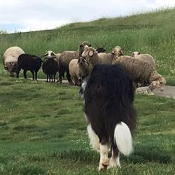 Roma Sheepdog