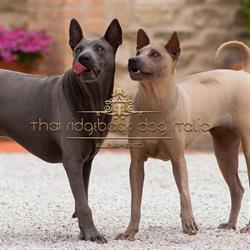 Thai Ridgeback Dog Italia - Allevamento