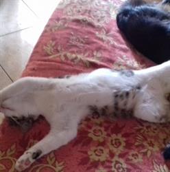 La Signora degli Animali Onlus