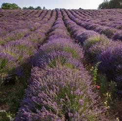 Lavanda Cascina Gelosia
