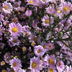 Lillà Fiori ed Eventi