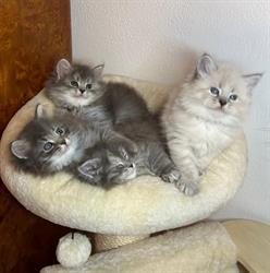 Belukha Siberian Cattery