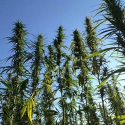 Salute Sativa