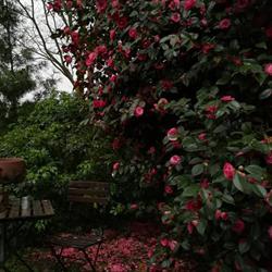 Reina Arboretum