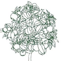 Il Giardino delle Esperidi